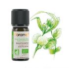 Eucalyptus Smithii Essential Oil Bio 10 ml